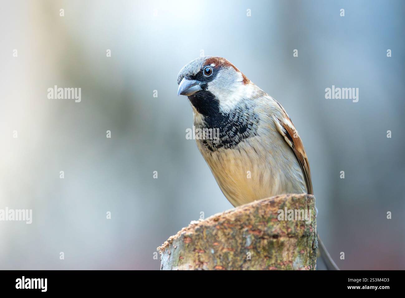 Moineau domestique mâle perché sur une souche (passer domesticus) Banque D'Images