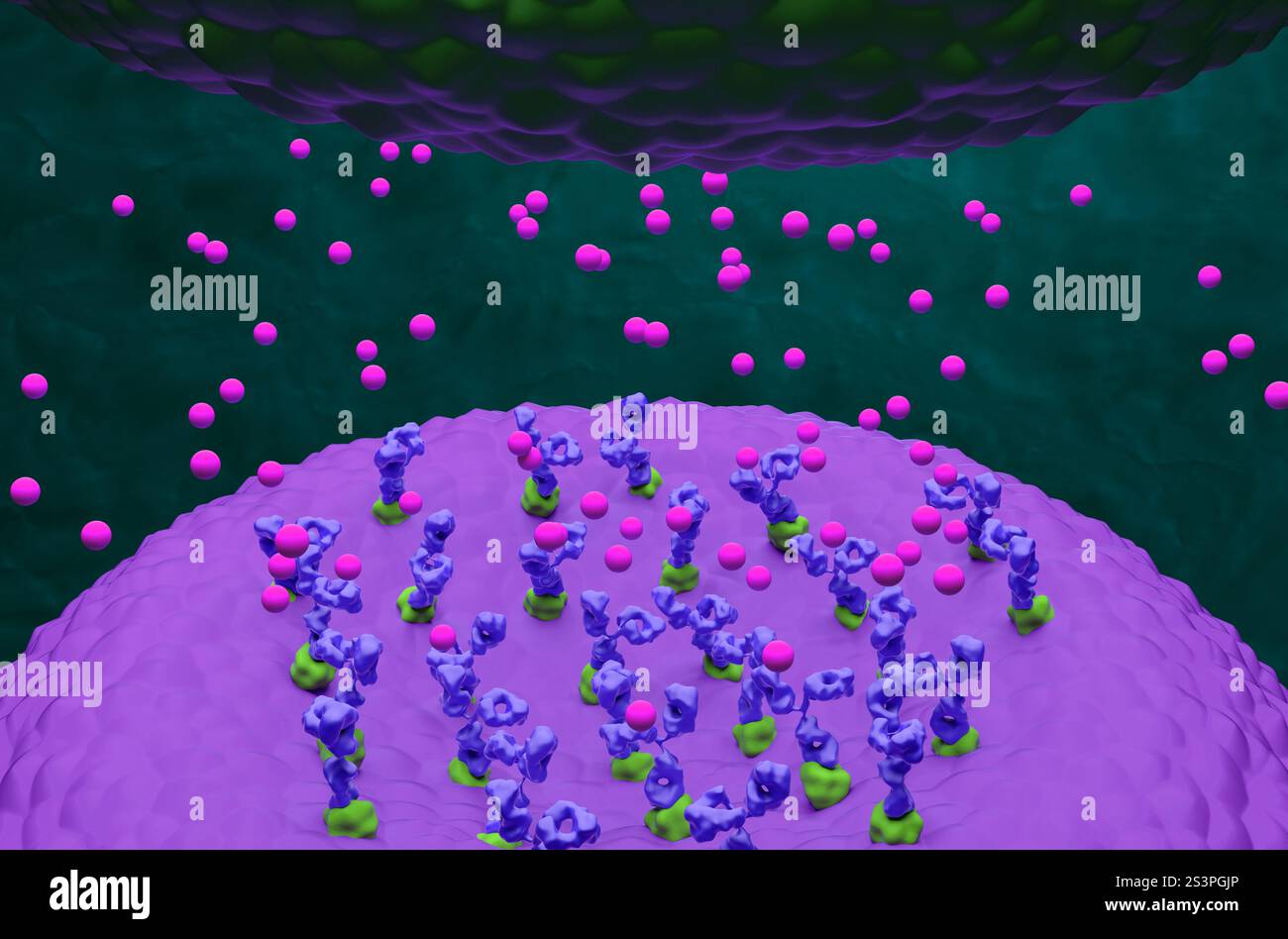 Jonction neuromusculaire dans la myasthénie grave - vue isométrique illustration 3D. Banque D'Images