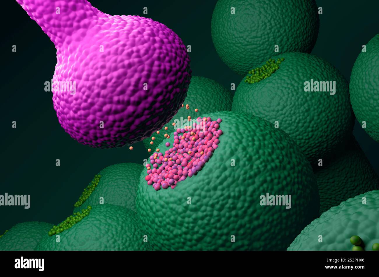 Les récepteurs de neurones post-synaptiques (dendrite) reçoivent des neurotransmetteurs émis par le neurone présynaptique (axon) - vue isométrique 3D illustration Banque D'Images