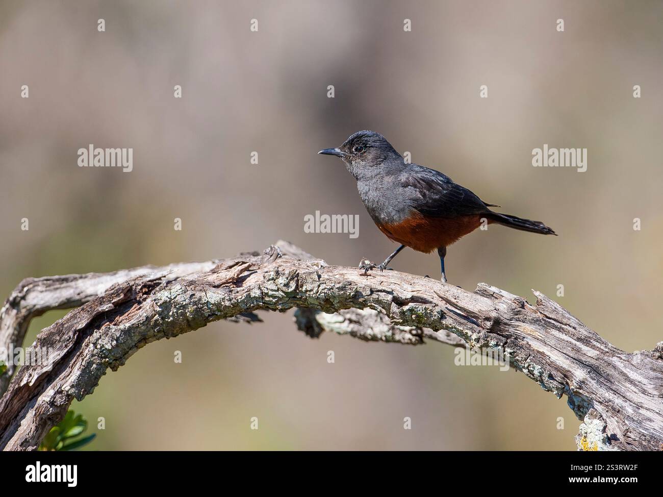 Le chat moqueur des falaises (Thamnolaea cinnamomeiventris) est une espèce de chat de la famille des Muscicapidae qui se trouve dans des habitats rocheux dans une grande partie de l'est Banque D'Images