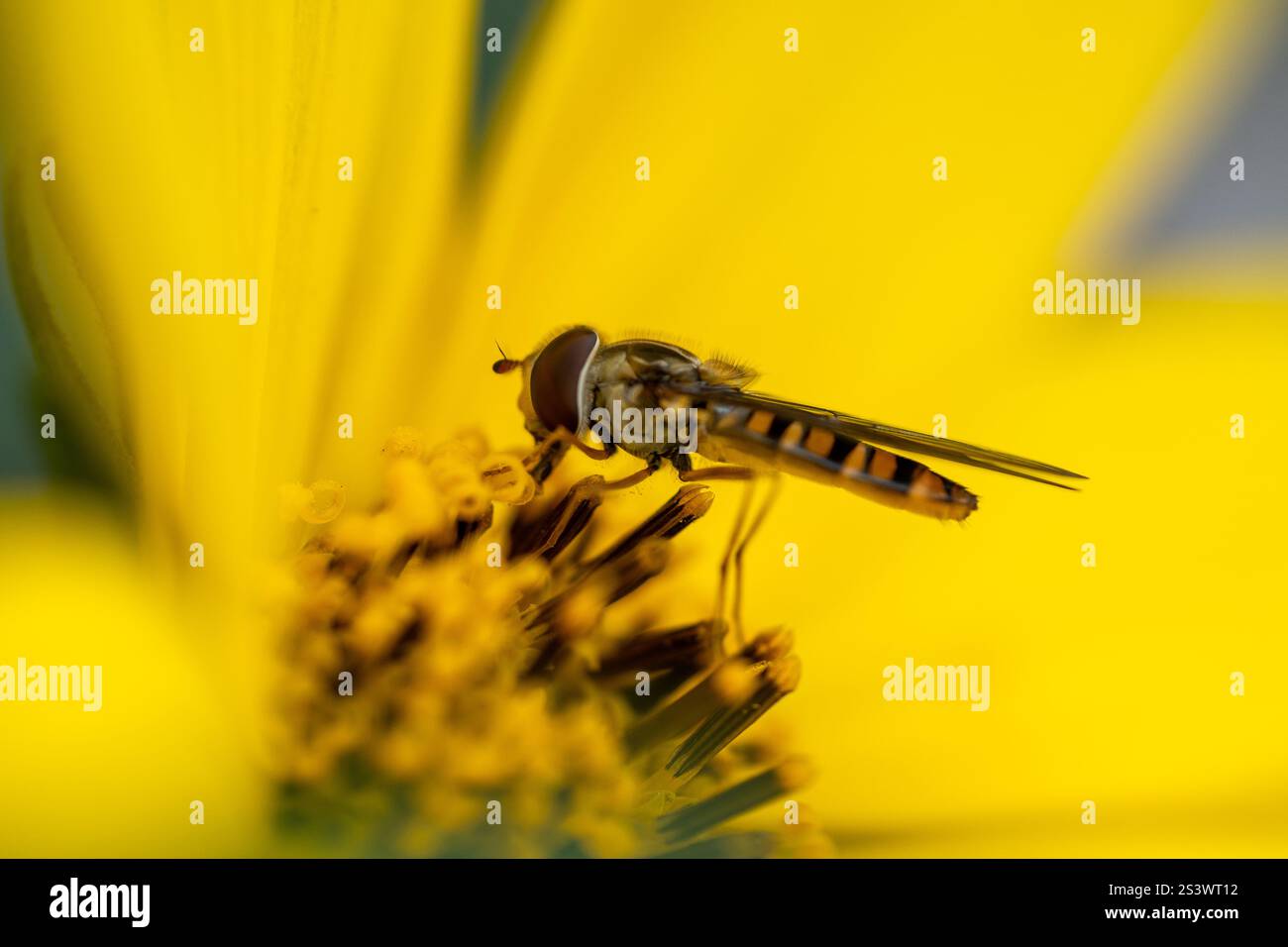 Gros plan d'un Hoverfly se nourrissant du pollen d'une fleur jaune vif Banque D'Images
