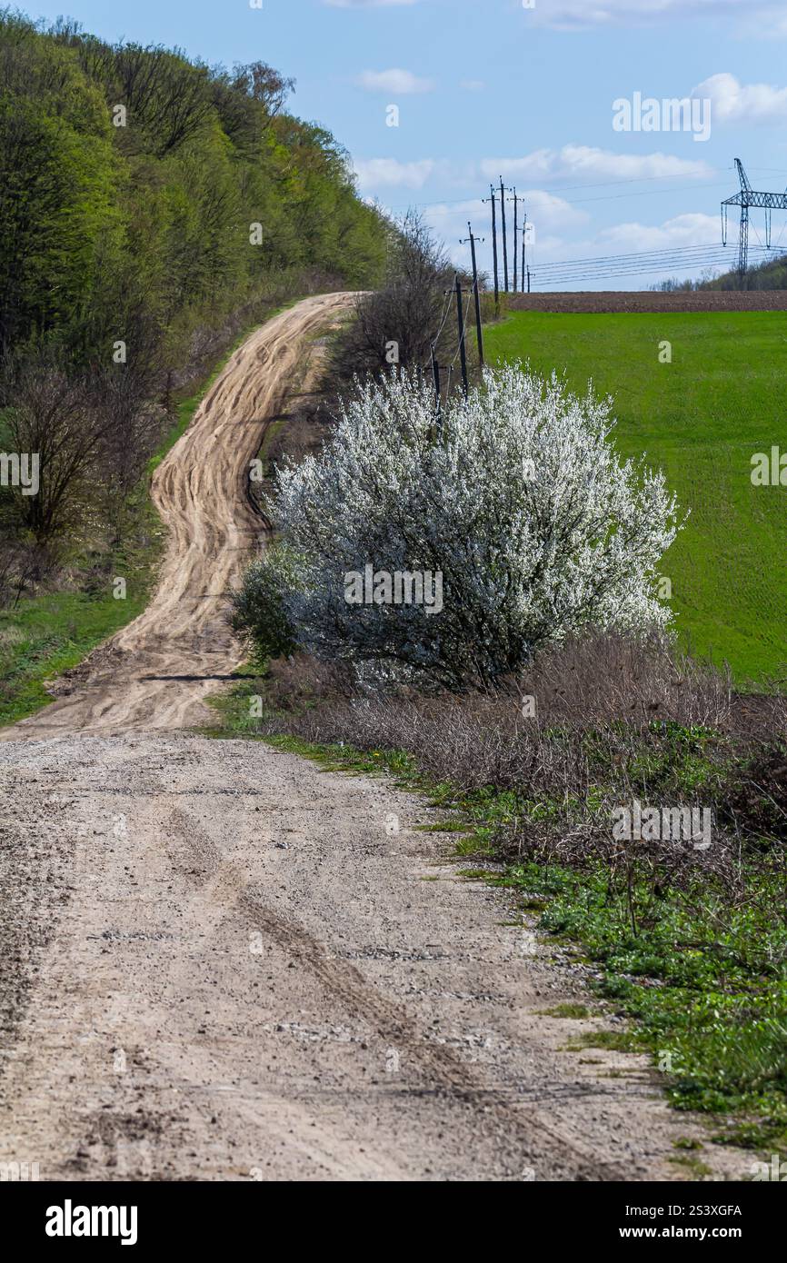 Un chemin de terre sinueux serpente à travers une verdure vibrante, bordée d'arbustes en fleurs et de lignes électriques lointaines contre un ciel bleu clair. La nature s'épanouit Banque D'Images