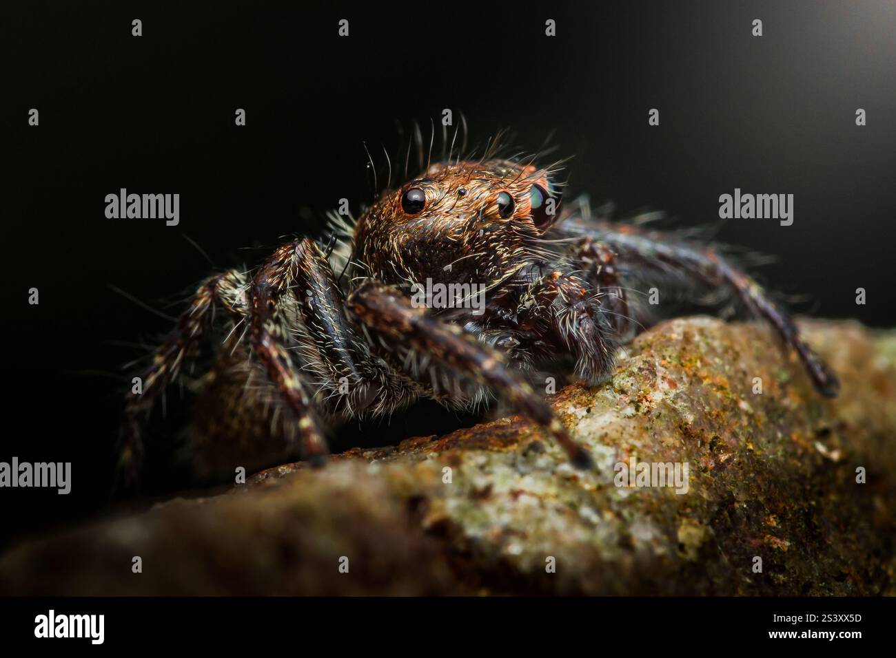 Gros plan d'une araignée sautante reposant sur une branche, mettant en valeur ses détails complexes et ses couleurs éclatantes dans l'environnement de la forêt tropicale Banque D'Images