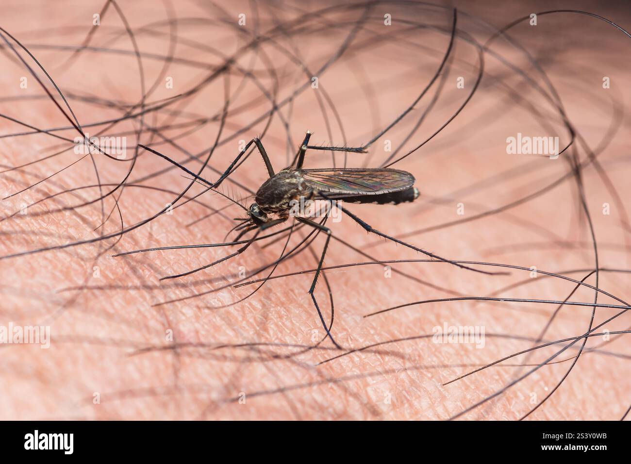 Moustique se préparant à piquer la peau humaine, apportant des maladies comme zika, la dengue, le chikungunya et le paludisme Banque D'Images