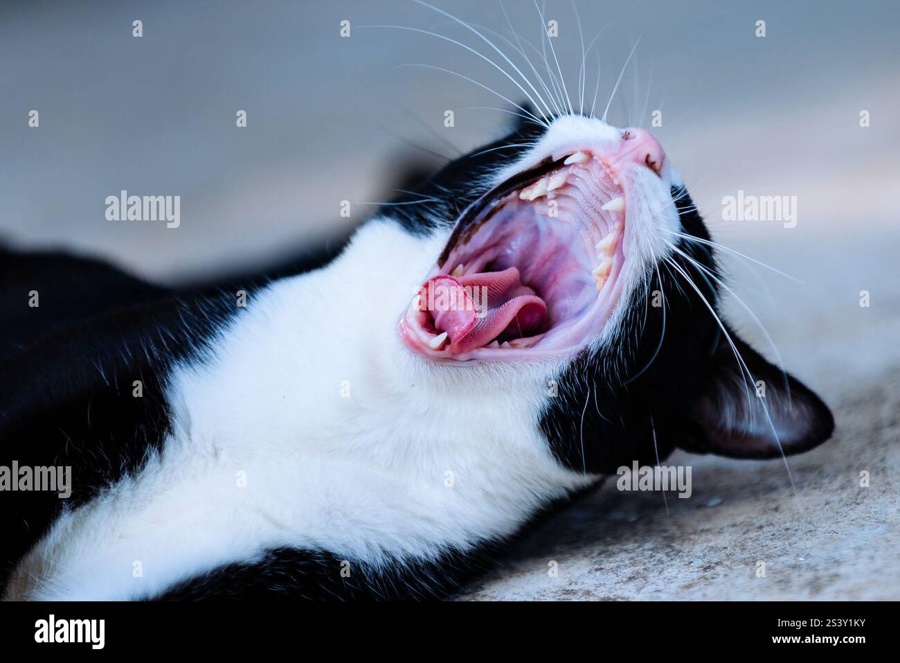 Vue rapprochée d'un chat noir et blanc bâillant largement, mettant en valeur sa langue rose et ses dents acérées dans un moment de relaxation endormie Banque D'Images