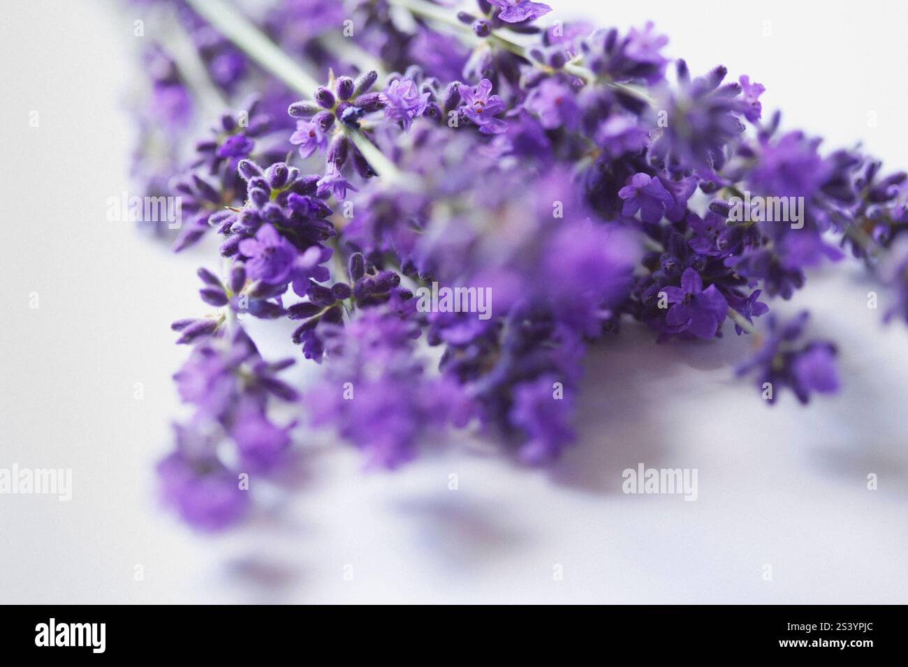 Ensemble de fleurs de lavande - vue rapprochée Banque D'Images