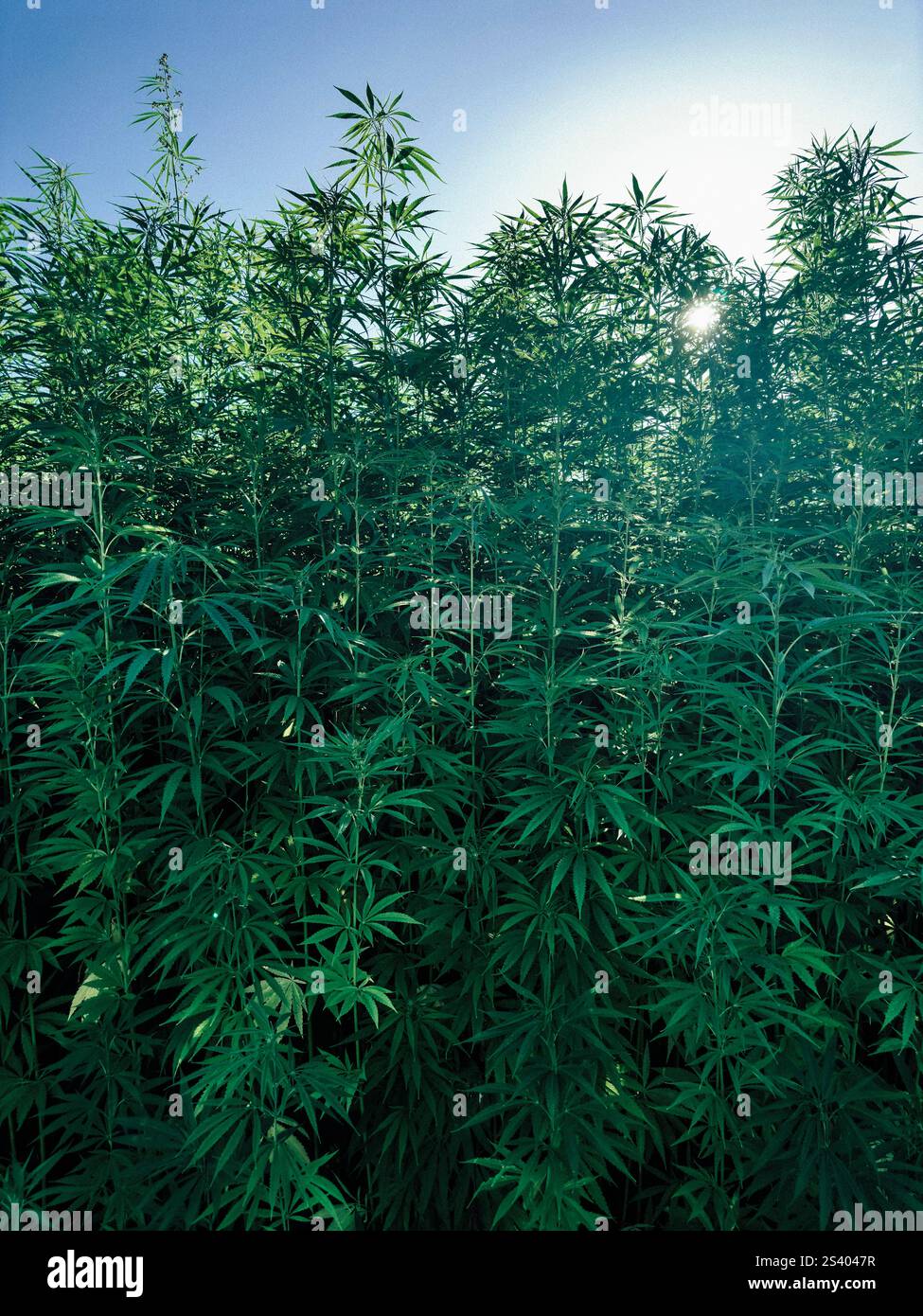 Lumière du soleil derrière des plantes de cannabis vertes luxuriantes poussant dans le champ Banque D'Images