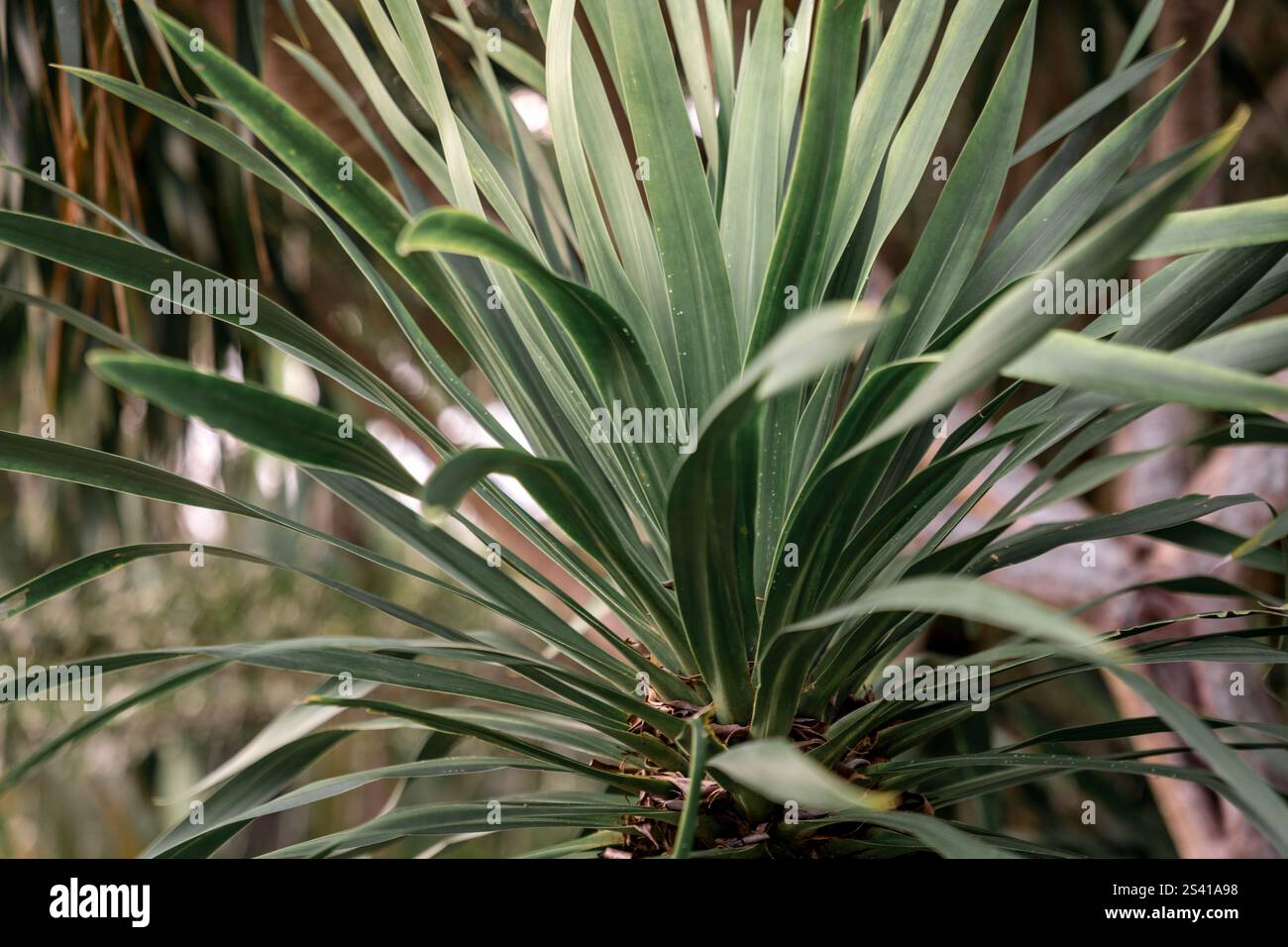 Gros plan du feuillage tropical à la lumière naturelle Banque D'Images
