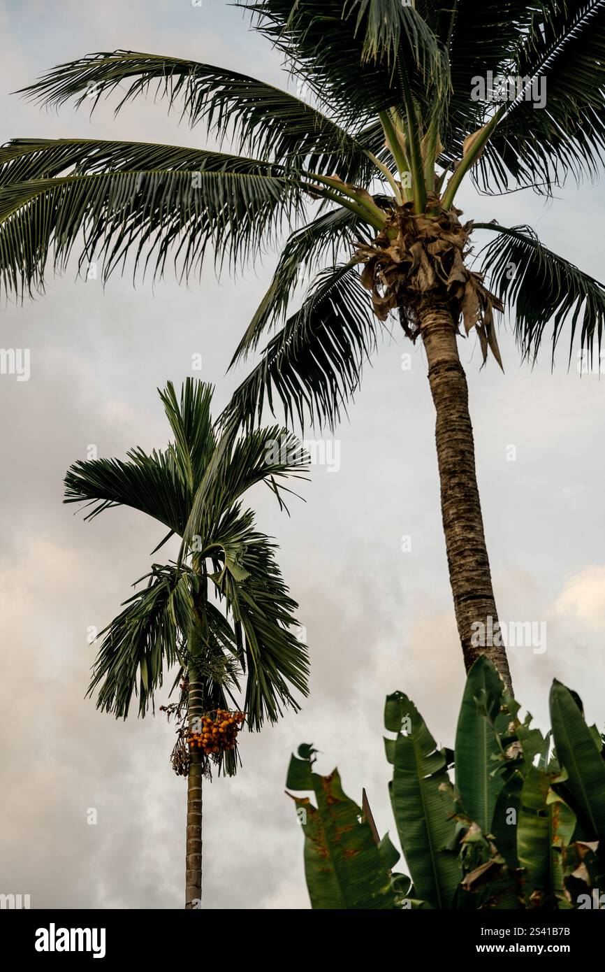 Cocotiers tropicaux avec ciel nuageux à Krabi, Thaïlande Banque D'Images Cocotiers tropicaux avec ciel nuageux à Krabi, Thaïlande Banque D'Images