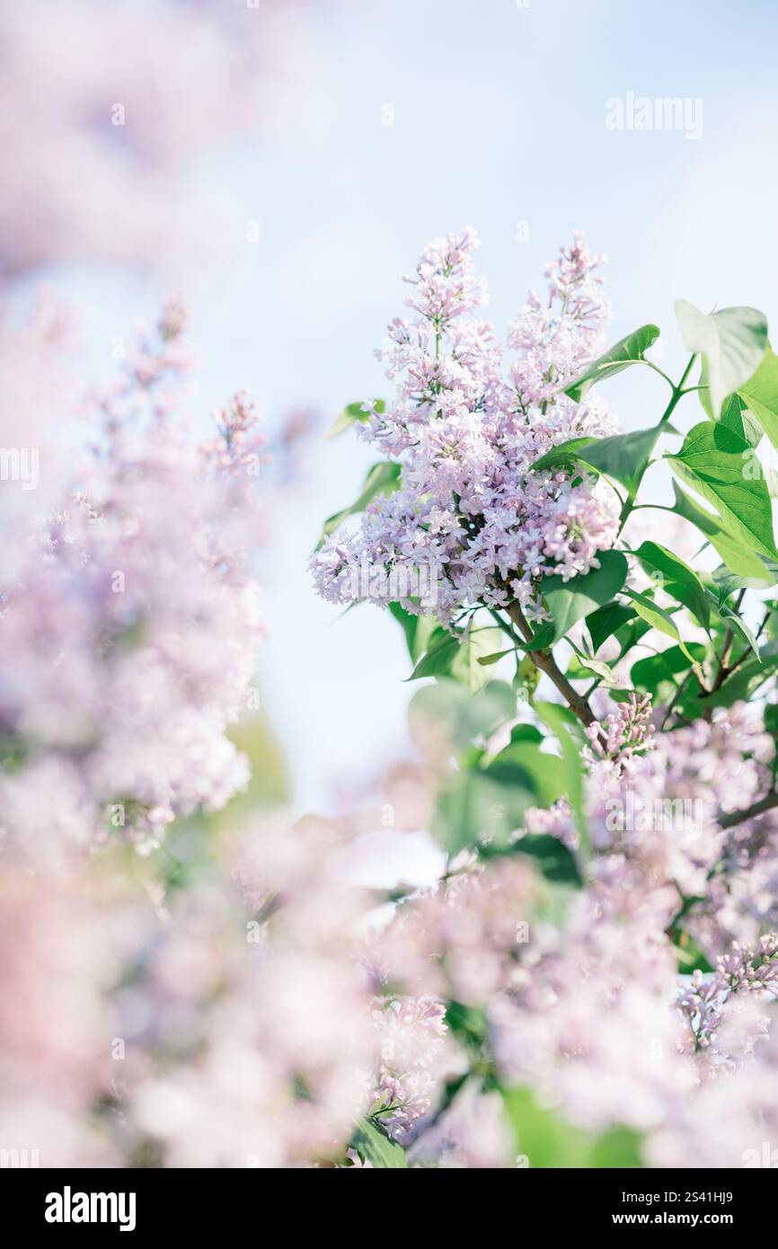Gros plan d'un lilas violet en fleur contre un ciel bleu. Banque D'Images