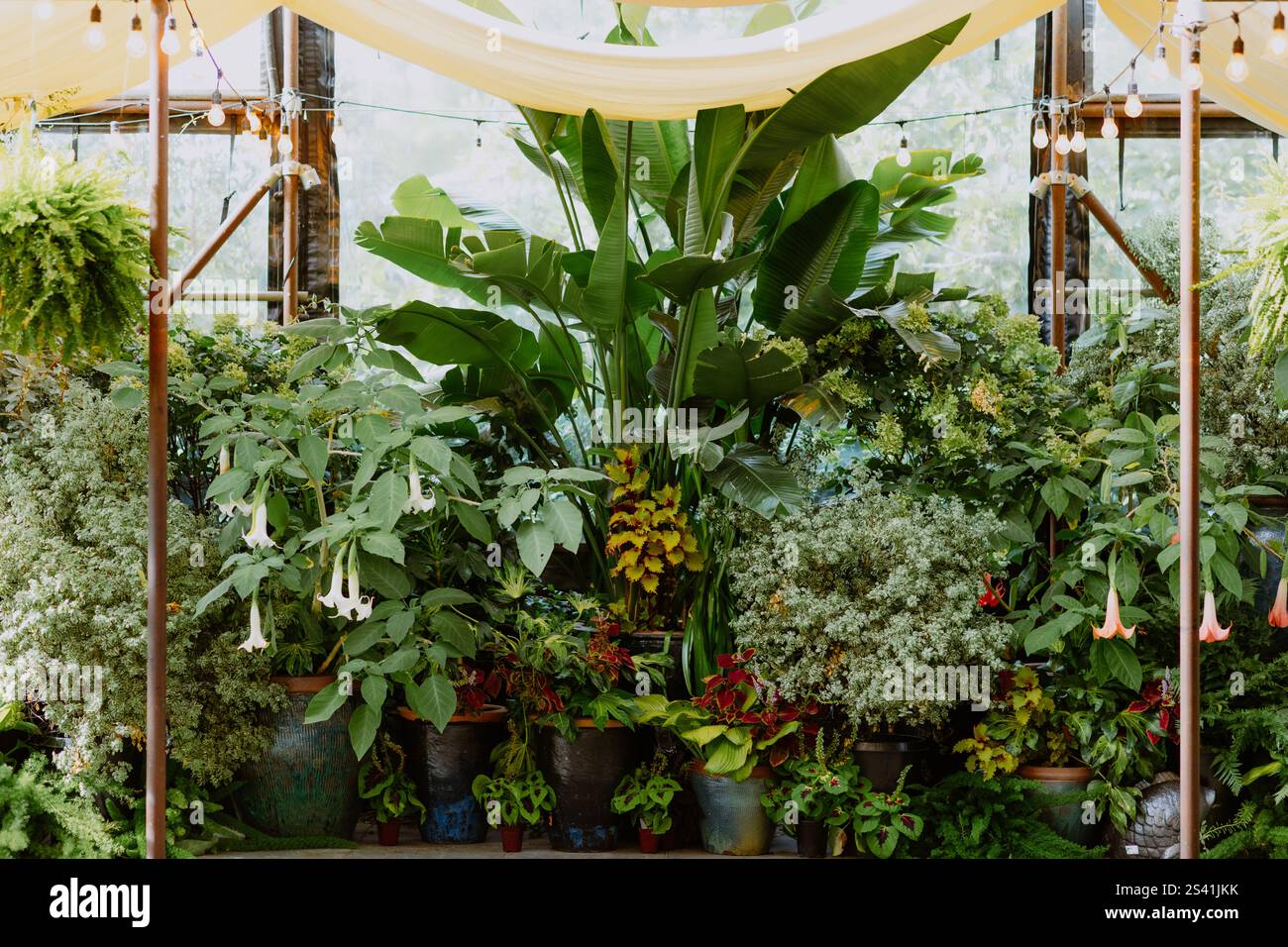 Jardin intérieur luxuriant avec verdure vibrante, fleurs et éclairage doux Banque D'Images