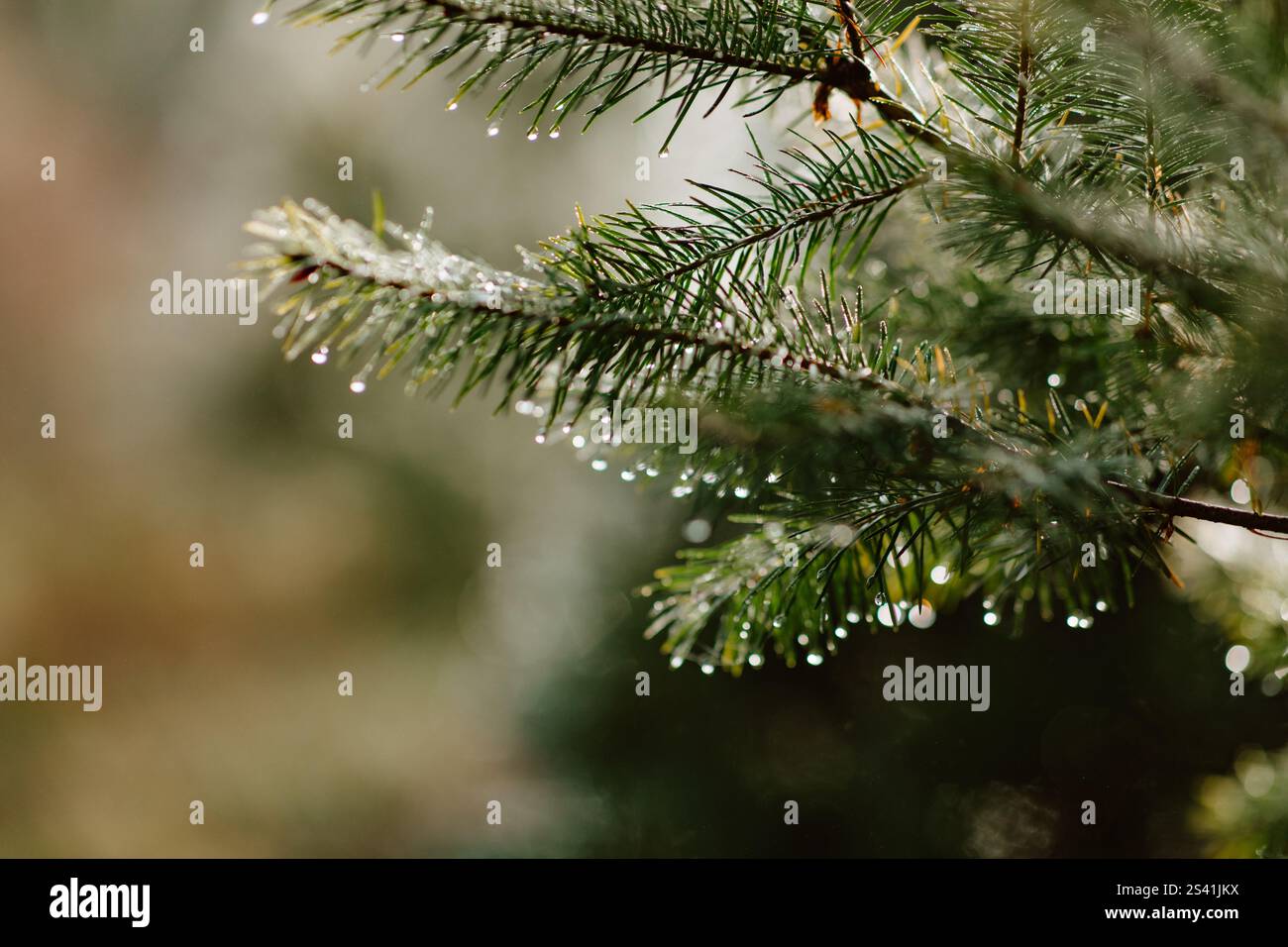 Branche Evergreen avec des gouttelettes de rosée dans la lumière naturelle douce du soleil Banque D'Images