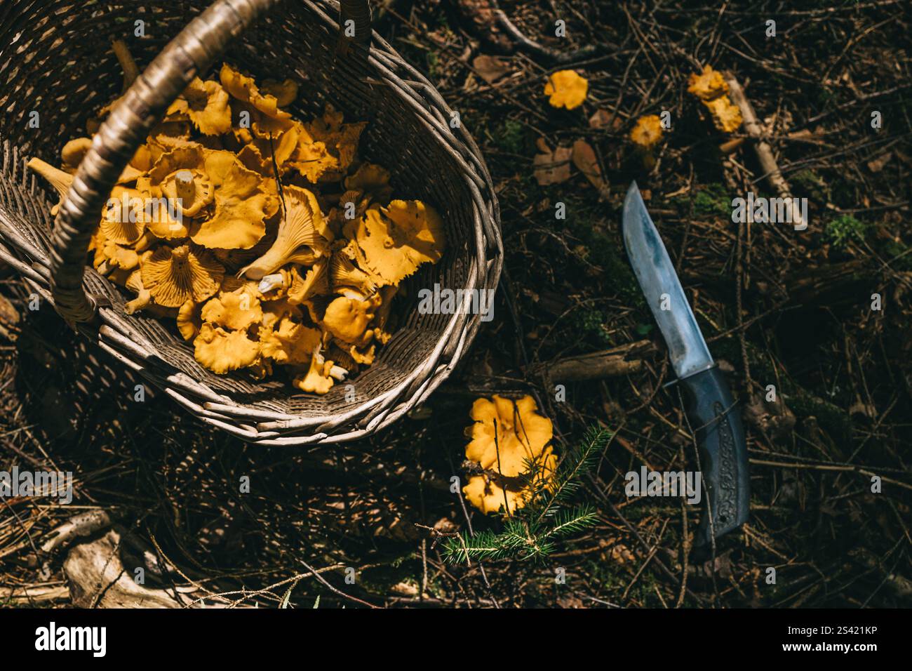 Wickerbasket de chanterelles collectées avec couteau dans une forêt Banque D'Images