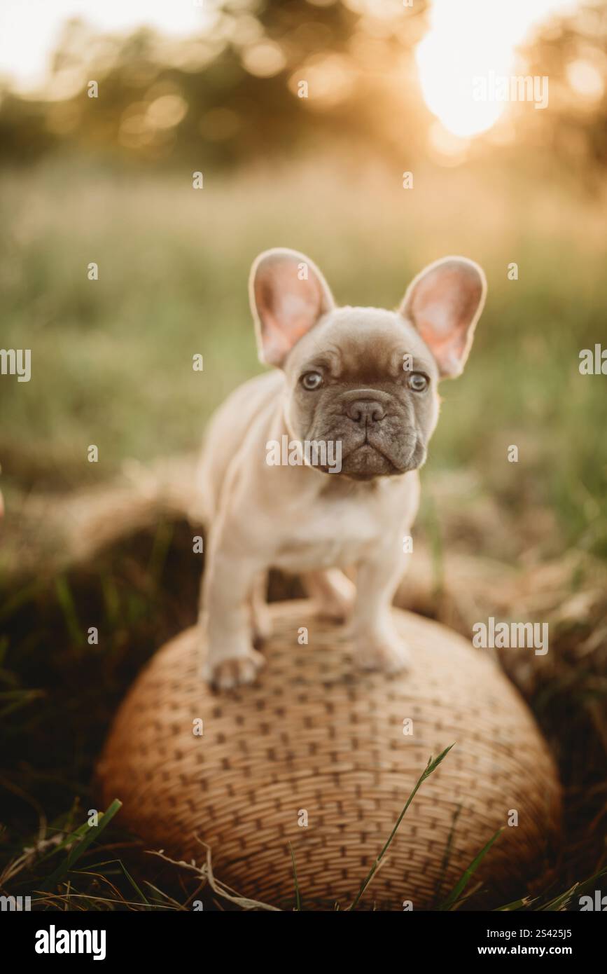 chiot assis sur un panier bouledogue Banque D'Images