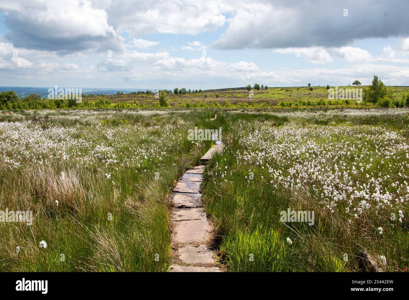 Herbe de coton blanche à fleurs poussant sur des landes humides à Blacka Moor nature Reserve, Peak District, Royaume-Uni Banque D'Images