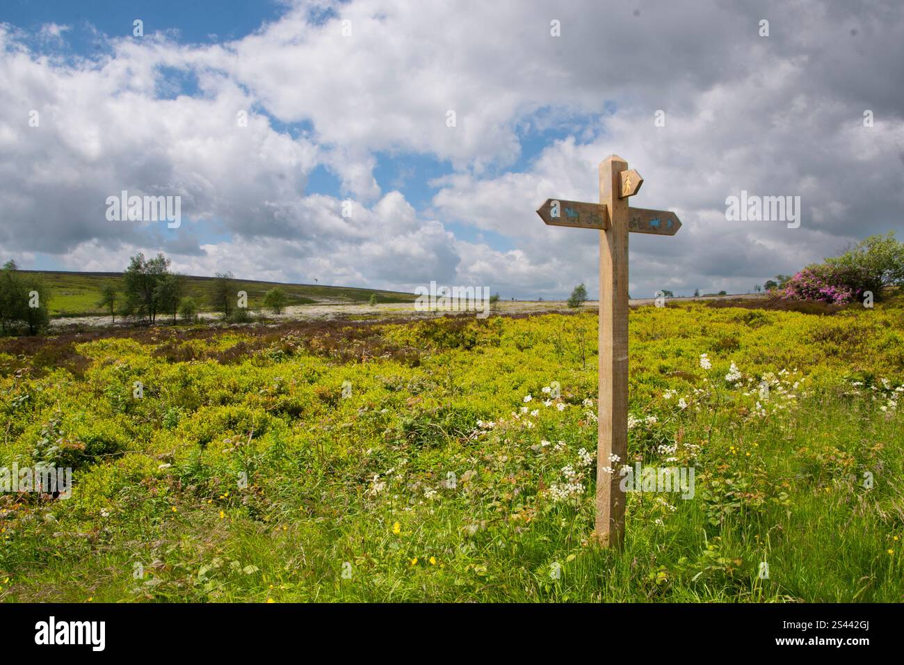 Un panneau en bois indique les chemins et les chemins de brides à travers le paysage de landes de la réserve naturelle de Blacka Moor, Peak District, Royaume-Uni Banque D'Images