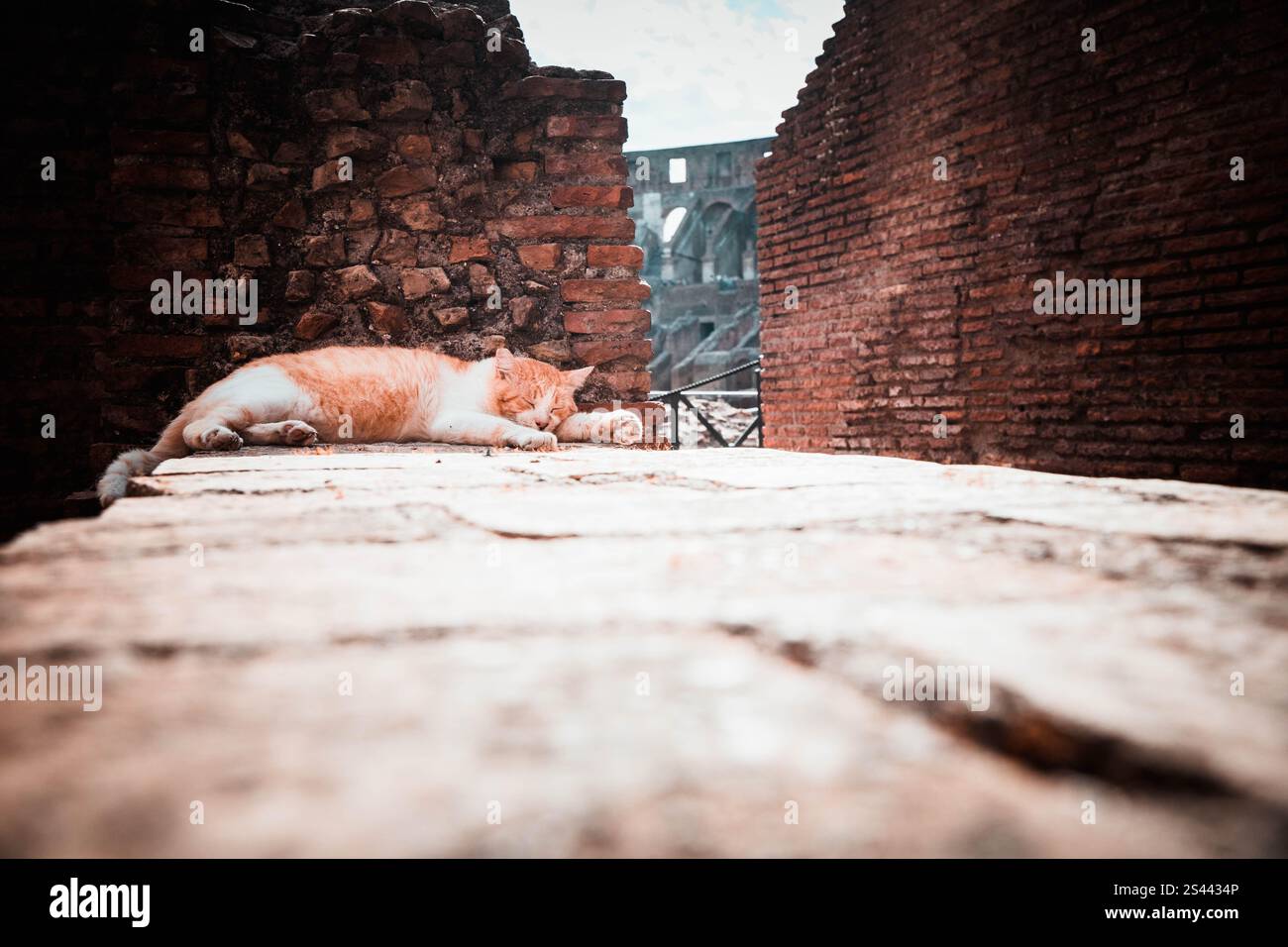 Chat orange dormant dans le Colisée Banque D'Images