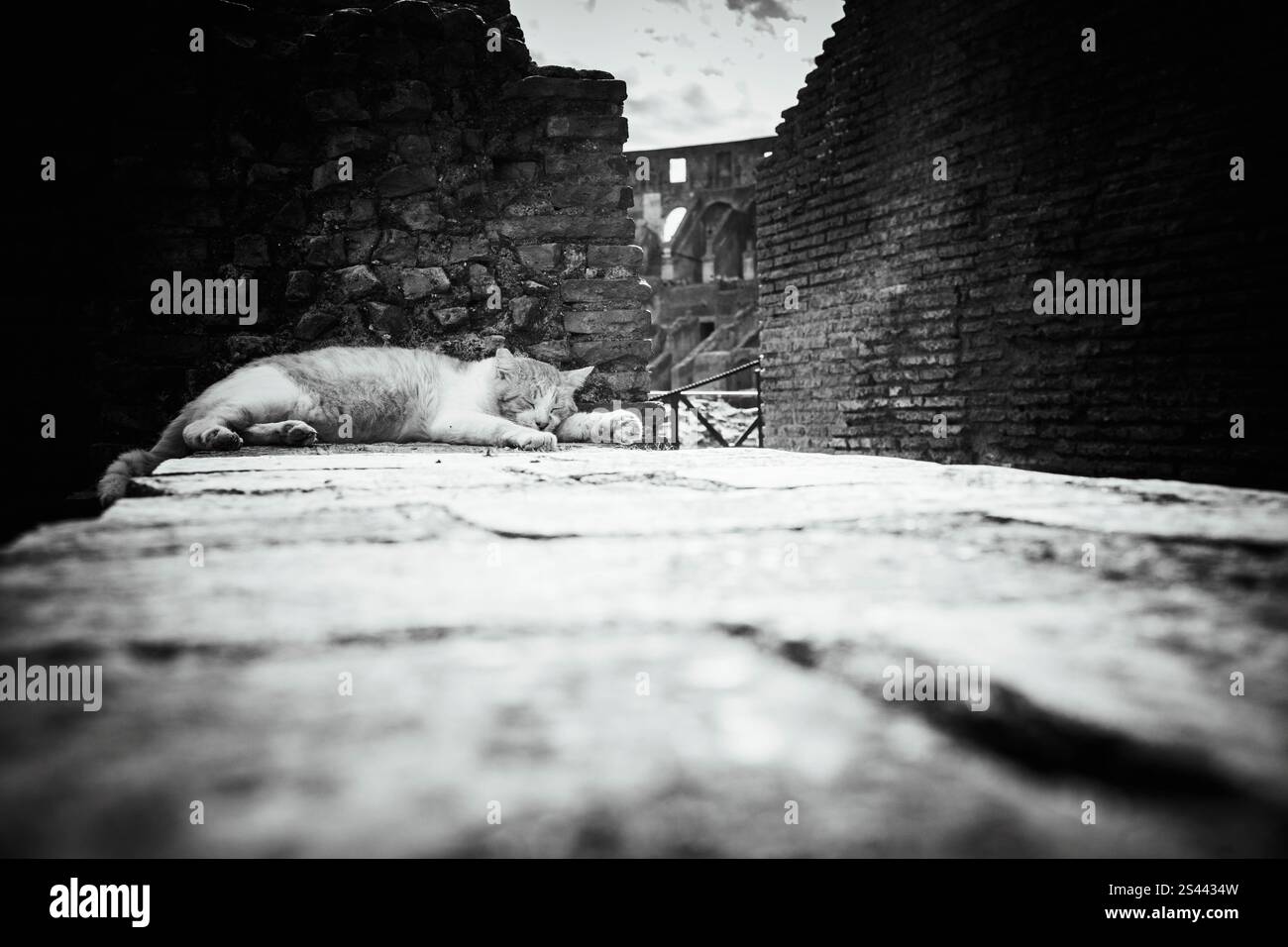 Chat orange dormant dans le Colisée Banque D'Images