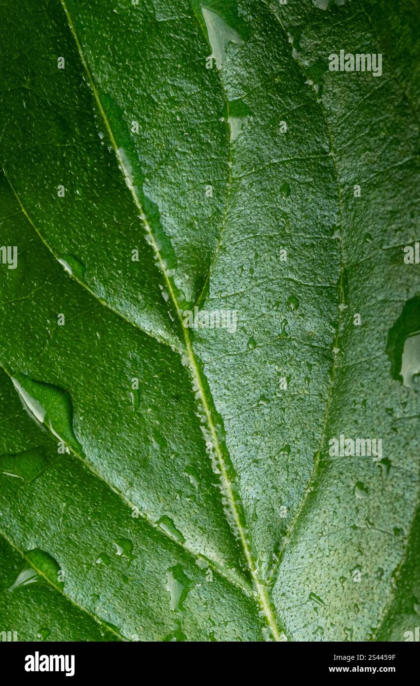 Macro photo d'une feuille verte et des gouttes de rosée. Fond naturel de texture. Photo verticale Banque D'Images