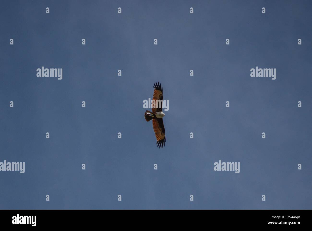 Un aigle de mer planant dans le ciel avec un poisson dans ses griffes. Photographié dans la partie ouest de Singapour. Banque D'Images
