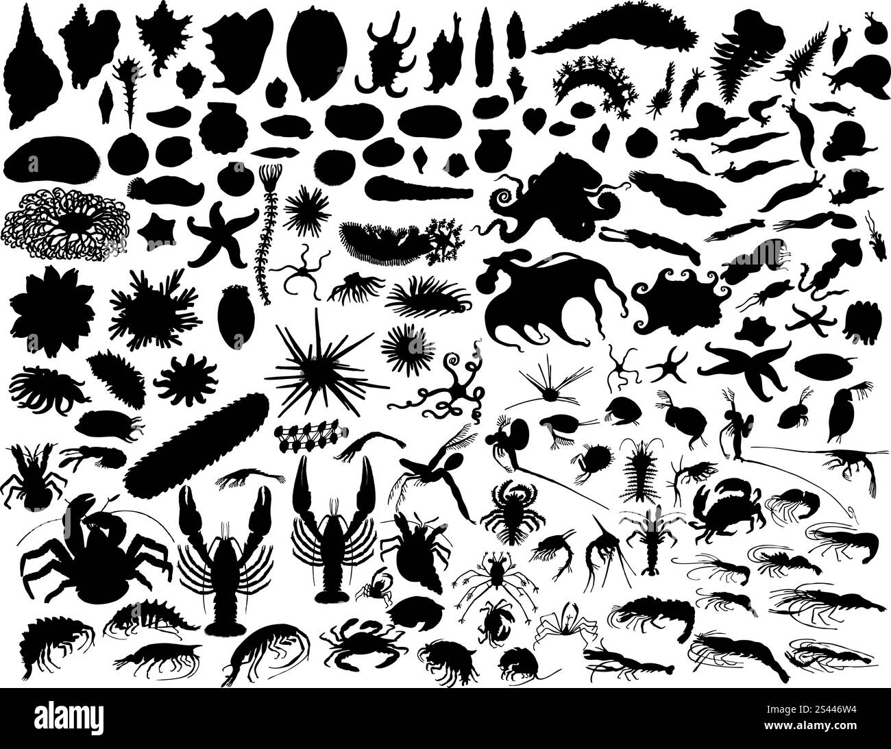 Big vector collection de mollusques et autres invertébrés Illustration de Vecteur