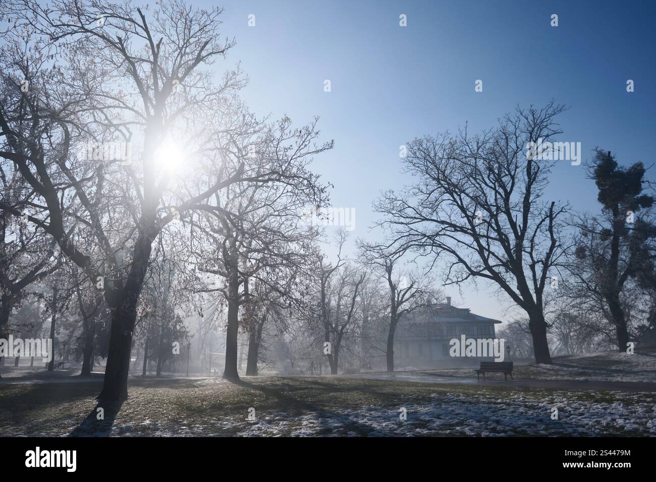 Matinée dans un parc d'hiver Banque D'Images