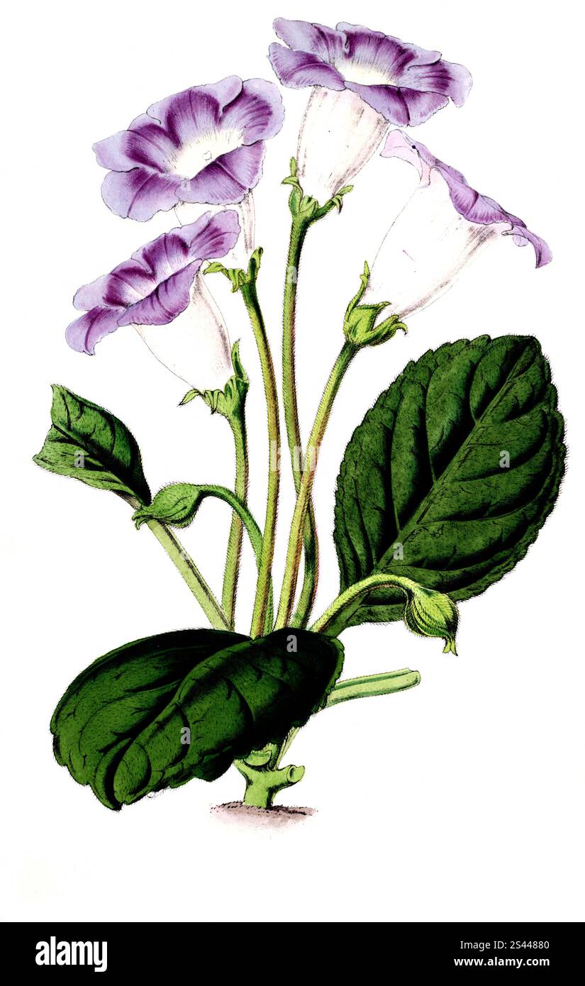 Gloxonia adamas oculata, Gloxinia, plante et fleur, reproduction retravaillée numériquement d'un original du XIXe siècle, Gloxinie, Pflanze und Blüte, digital überarbeitete Reproduktion eines Originals aus dem 19. Jahrhundert Banque D'Images