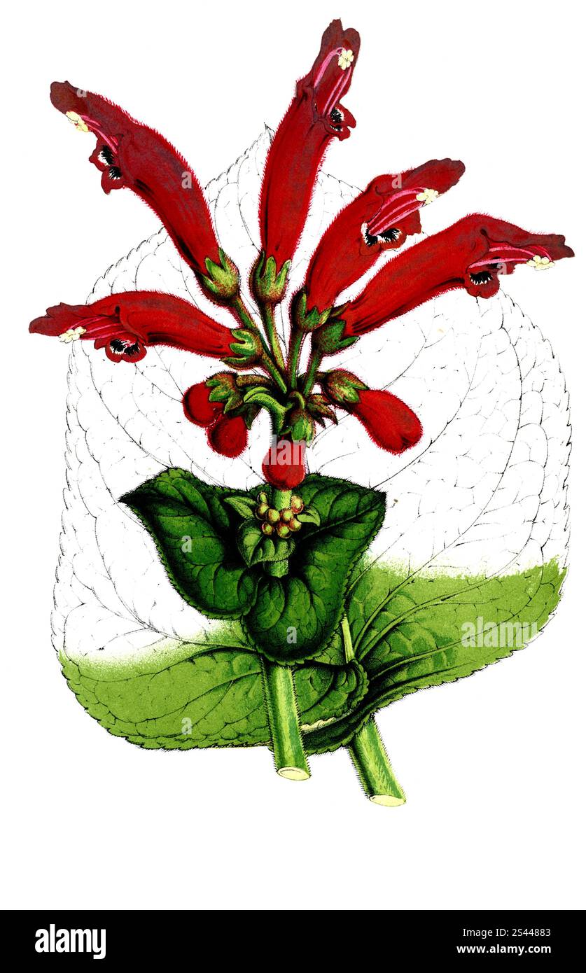 Dircaea macrantha, syn Sinningia cardinalis, Gloxinia, plante et fleur, reproduction retravaillée numériquement d'un original du XIXe siècle, Gloxinie, Pflanze und Blüte, digital überarbeitete Reproduktion eines Originals aus dem 19. Jahrhundert Banque D'Images