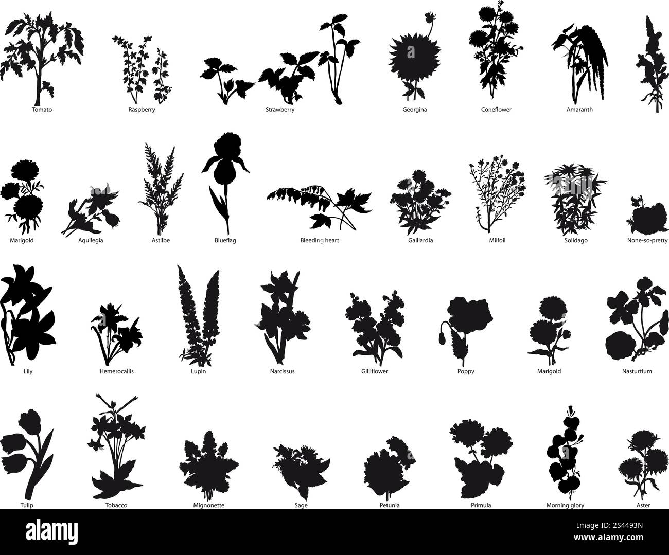 Grande collection de plantes différentes silhouette Illustration de Vecteur