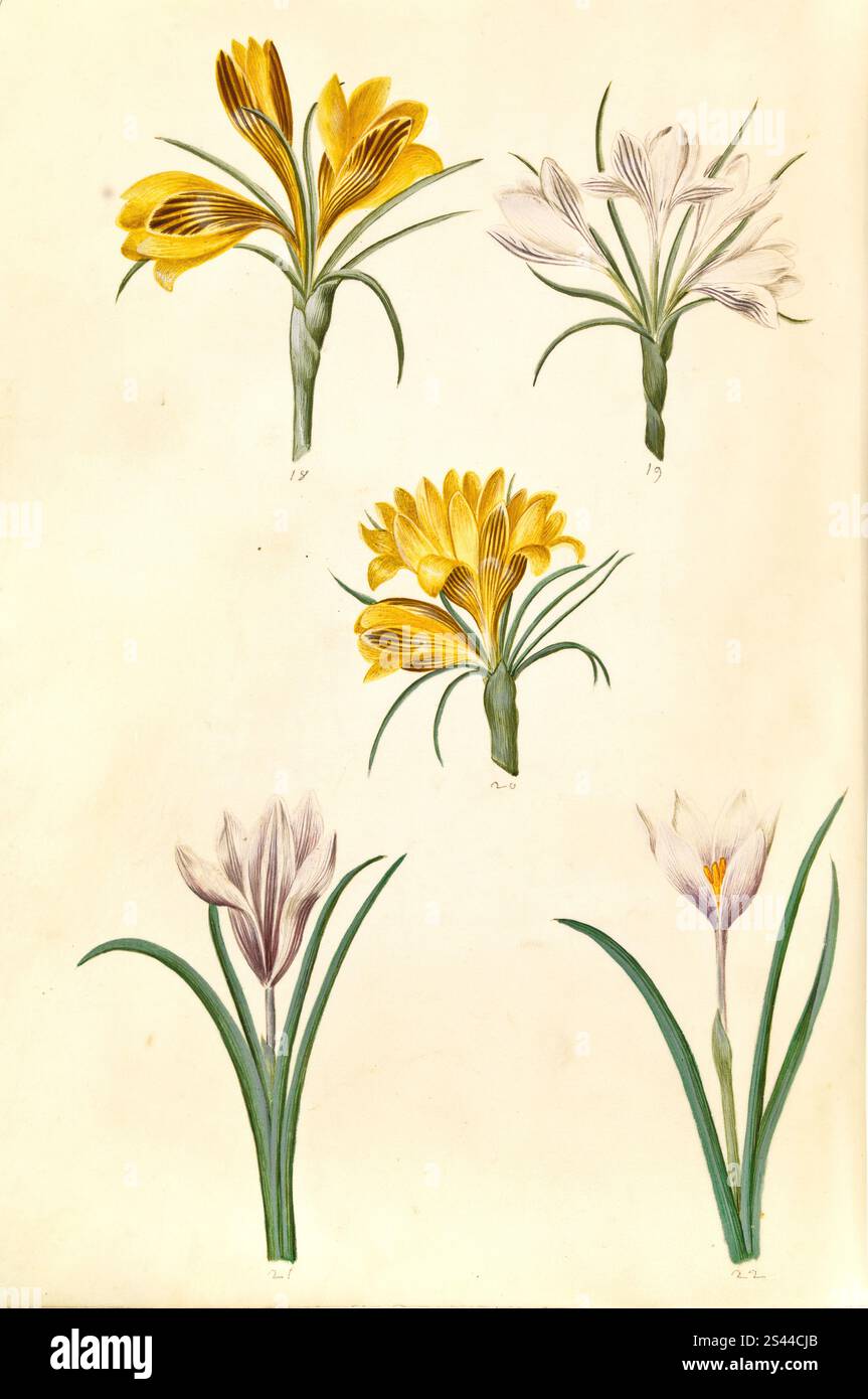 Crocus brocart doré, Crocus angustifolius, également crocus à feuilles étroites ou crocus à fleurs murales, crocus balkaniques, crocus laqués argentés, Crocus versicolor, crocus alpins, crocus de printemps, Crocus vernus, aussi safran de printemps, crocus de printemps. , Reproduction historique, restaurée numériquement d'un original du XIXe siècle, Goldbrokat-Krokus, auch Schmalblättriger Krokus oder Goldlack-Krokus, Silberlack-Krokus, Frühlings-Krokus, auch Frühlings-Safran, Historisch, Digital restaurierte Reproduktion von einer Vorlage aus dem 19. Jahrhundert Banque D'Images