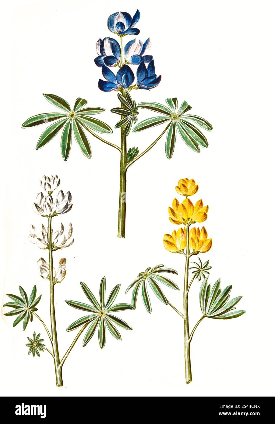 Graines De Lupin Jaune (Lupinus Luteus) - Sachet De 10 Graines - Fleurs Jaunes, Engrais Vert - Pour Jardin, Massifs, Attirer Les Pollinisateurs