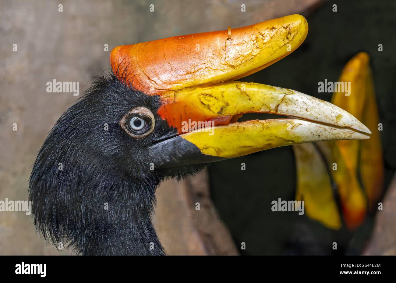 Vue rapprochée latérale d'un Hornbill de rhinocéros (rhinocéros de Buceros) Banque D'Images