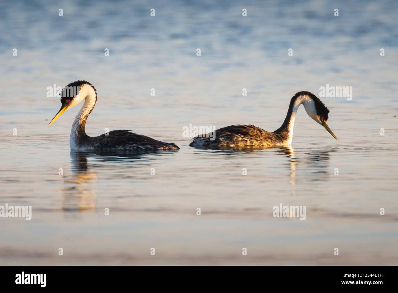 Le comportement de couple du grèbe occidental (Aechmophorus occidentalis) photographié à Eagle Lake, dans le comté de Lassen en Californie, dans une lumière matinale chaude Banque D'Images