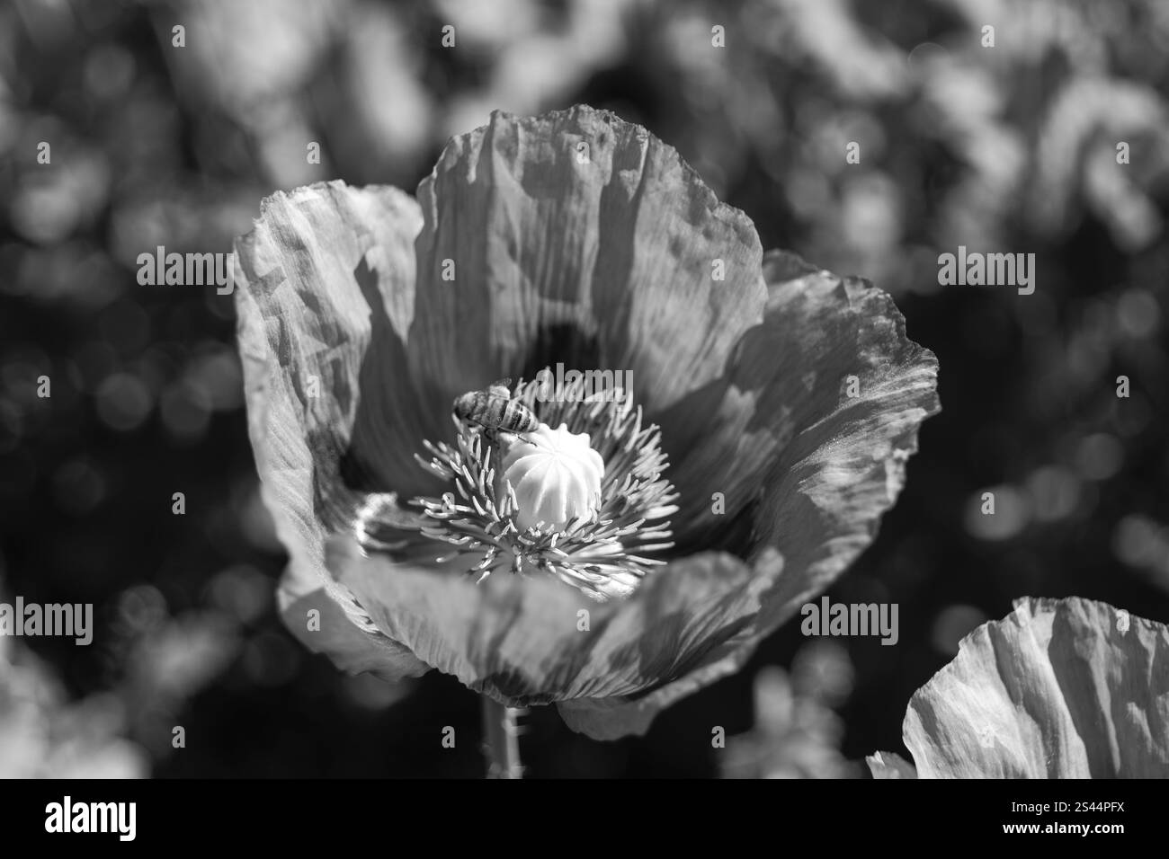 coquelicot Banque D'Images