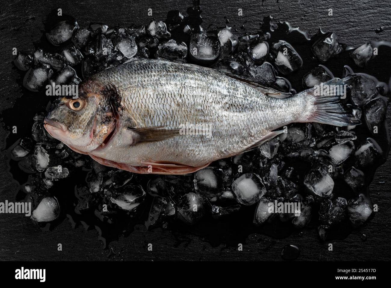 Poisson dorado cru nettoyé réfrigéré sur glace sur fond noir, gros plan, vue de dessus. dorado biologique frais cru ou poisson de dorade de mer sur ardoise noire Banque D'Images