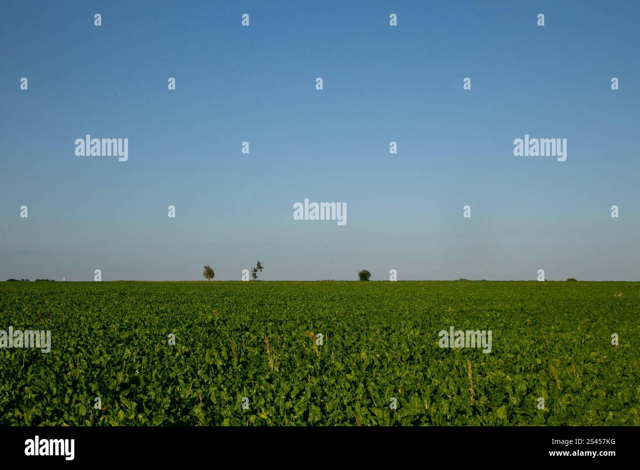 Paysages naturels et routes de campagne dans le sud du Danemark en été. Banque D'Images