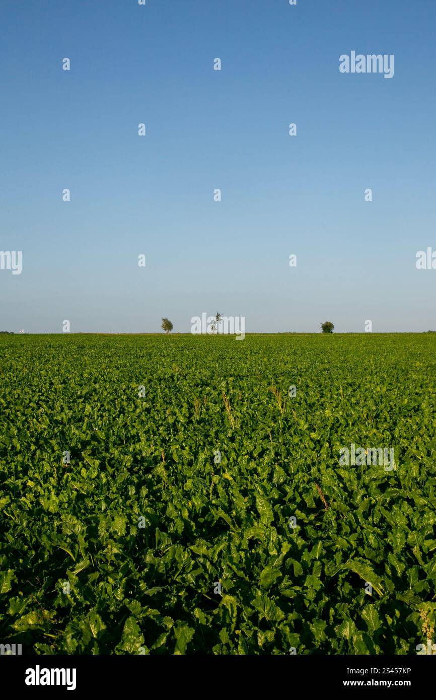 Paysages naturels et routes de campagne dans le sud du Danemark en été. Banque D'Images