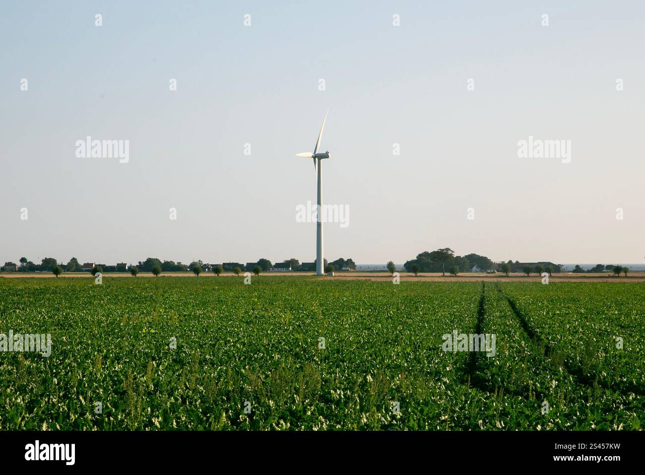 Paysages naturels et routes de campagne dans le sud du Danemark en été. Banque D'Images