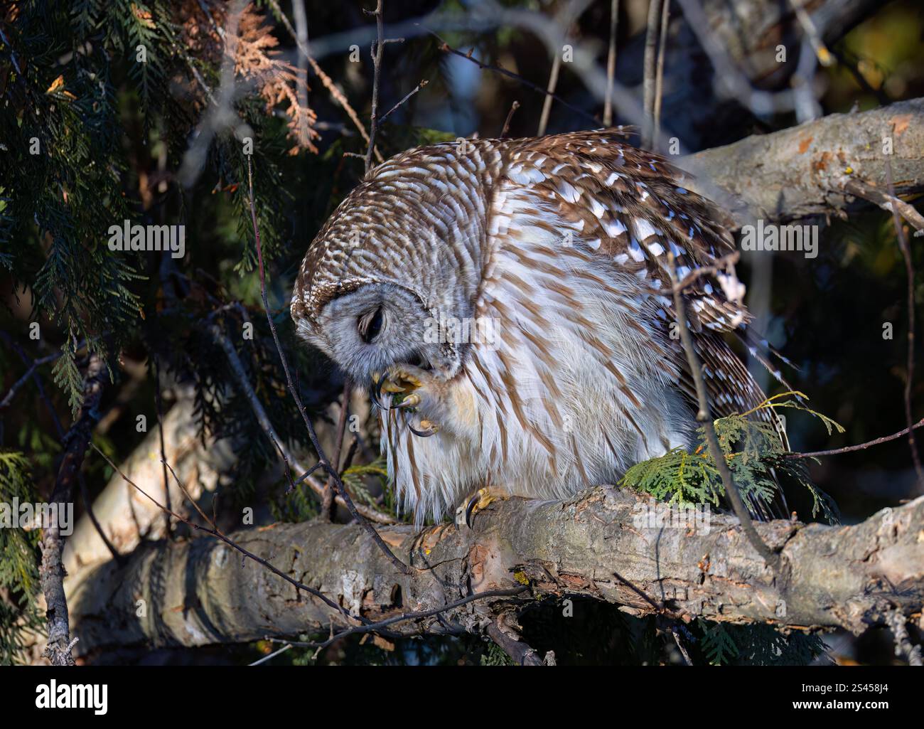 Une chouette barrée (Strix varia) perchée dans un arbre nettoyant ses griffes dans la forêt d'hiver au Canada Banque D'Images