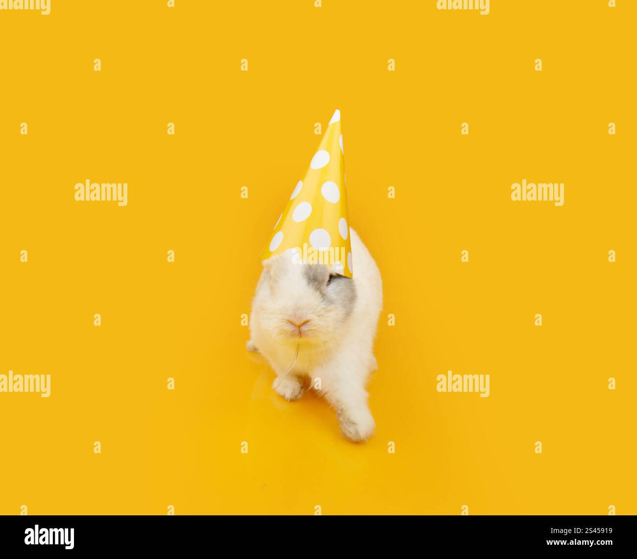 Lapin portrait drôle portant un chapeau de fête célébrant l'anniversaire, joyeuses pâques ou canival. Isolé sur fond jaune Banque D'Images