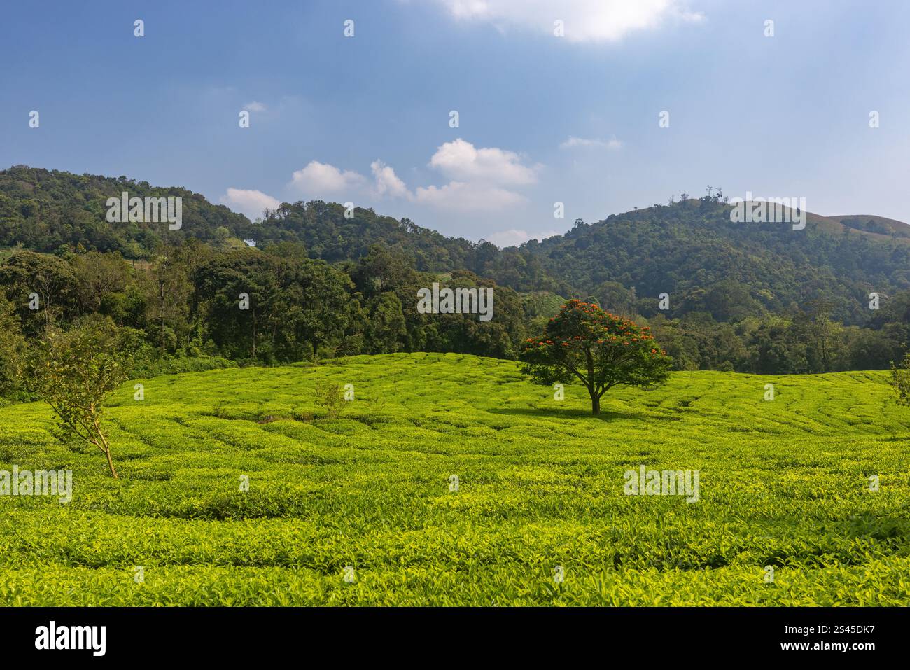 Une vaste plantation de thé à Sakleshpur (Karnataka, Inde) Banque D'Images
