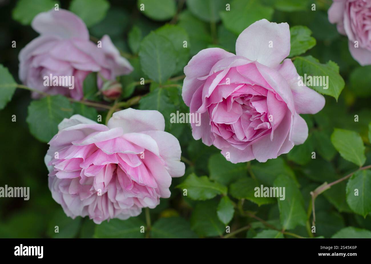 Femme de ménage Marion (Austobias) Rose arbuste anglaise élevée par David Austin. Nommé d'après le compagnon du mythique héros Robin des bois de Sherwood Forest. Banque D'Images