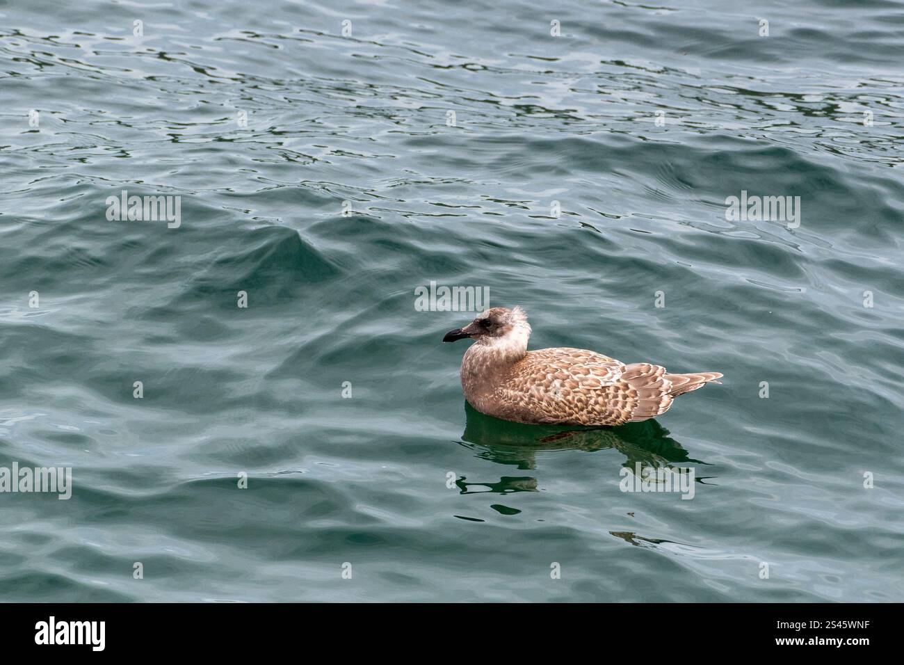 Un goéland juvénile nage dans les eaux du Puget Sound, Washington, États-Unis. Banque D'Images