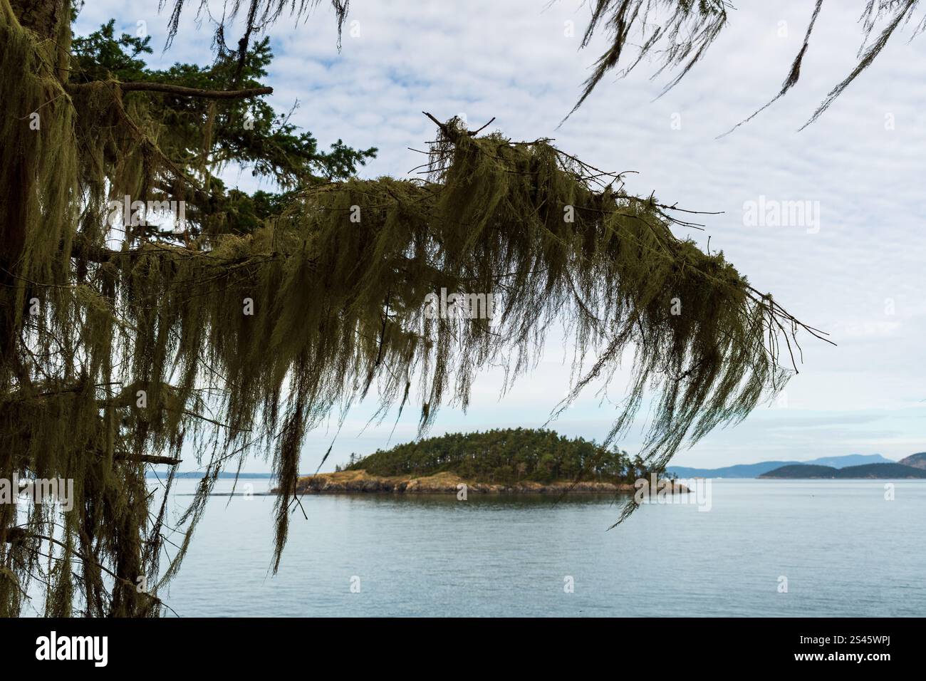 Deception Island vue à travers la mousse suspendue dans le parc d'État de Deception Pass, État de Washington, États-Unis. Banque D'Images