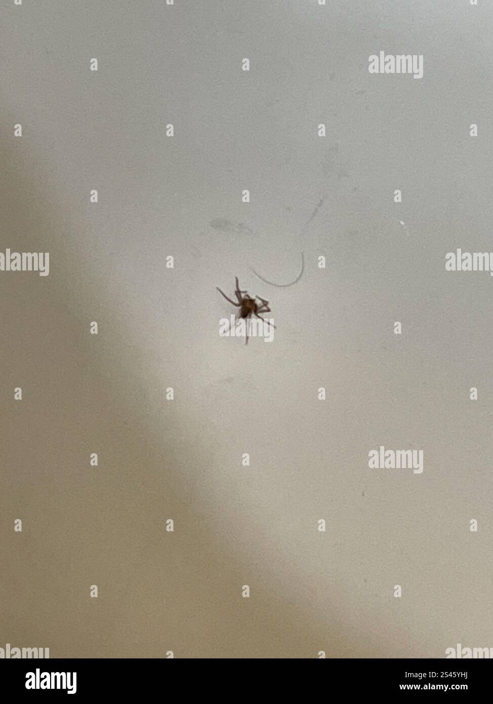 Recluse brune (Loxosceles reclusa) Banque D'Images