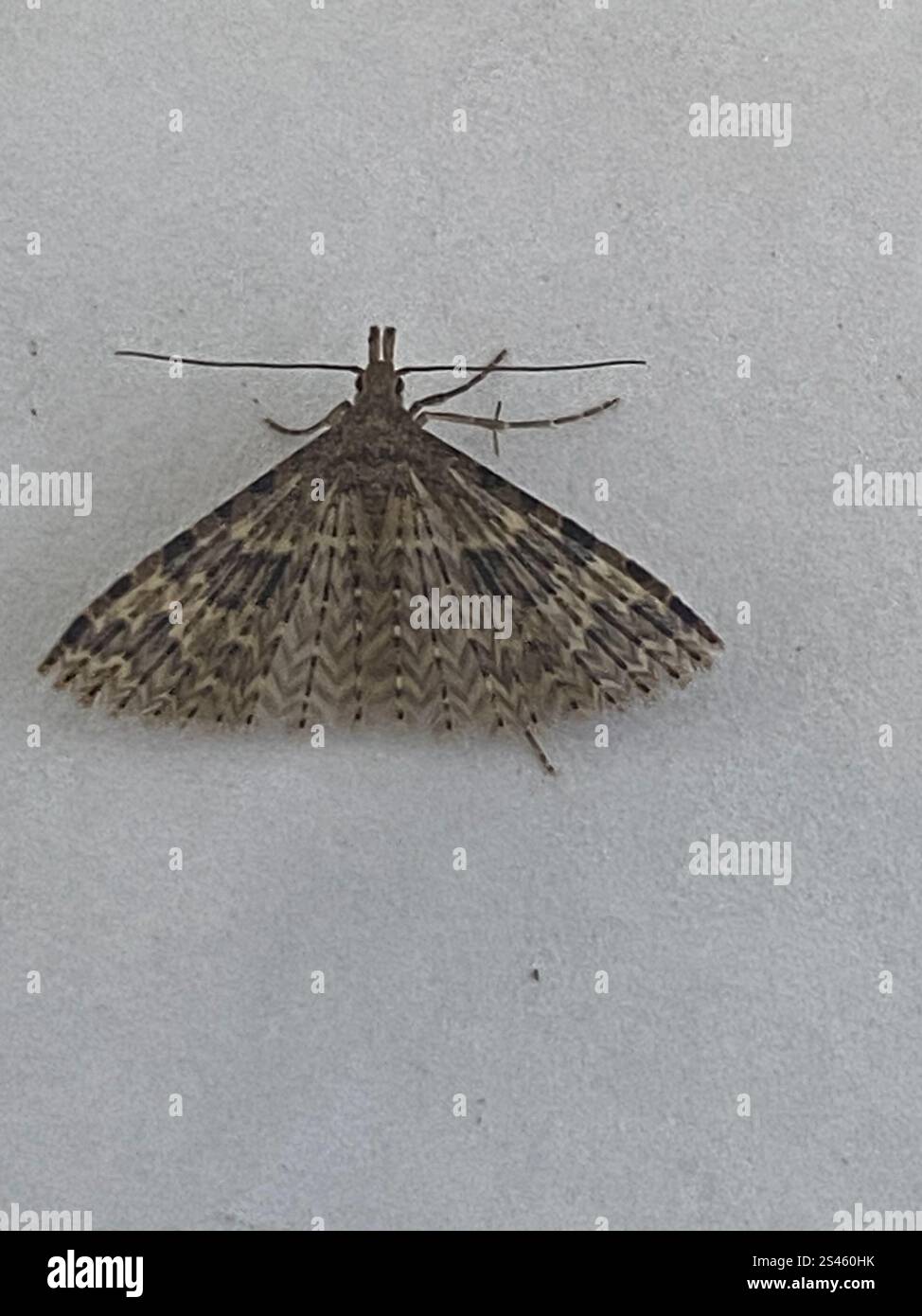 Vingt-plume Moth (Alucita hexadactyla) Banque D'Images