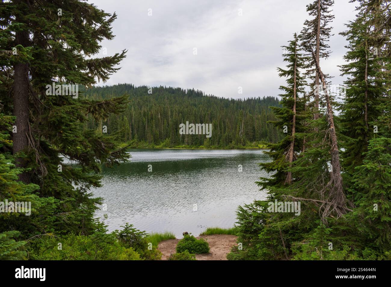 Vue sur la rivière de la forêt luxuriante à Mt. Rainier National Park, Washington, États-Unis Banque D'Images