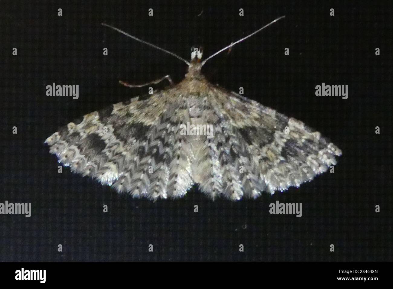Vingt-plume Moth (Alucita hexadactyla) Banque D'Images
