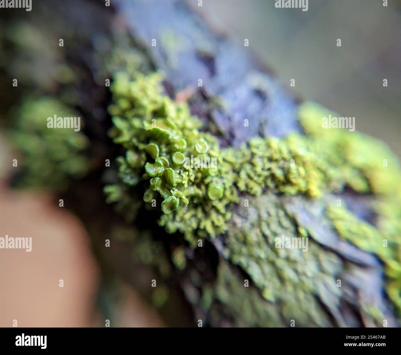 Punaise Sunburst lichen (Polycauliona polycarpa) Banque D'Images