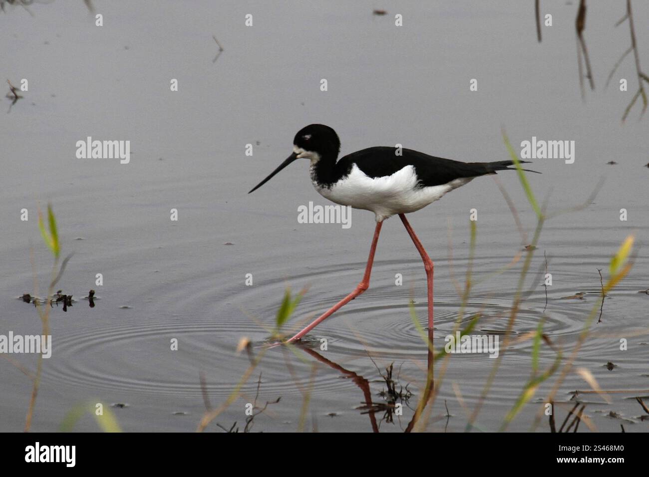 Pilotis hawaïens (Himantopus mexicanus knudseni) Banque D'Images